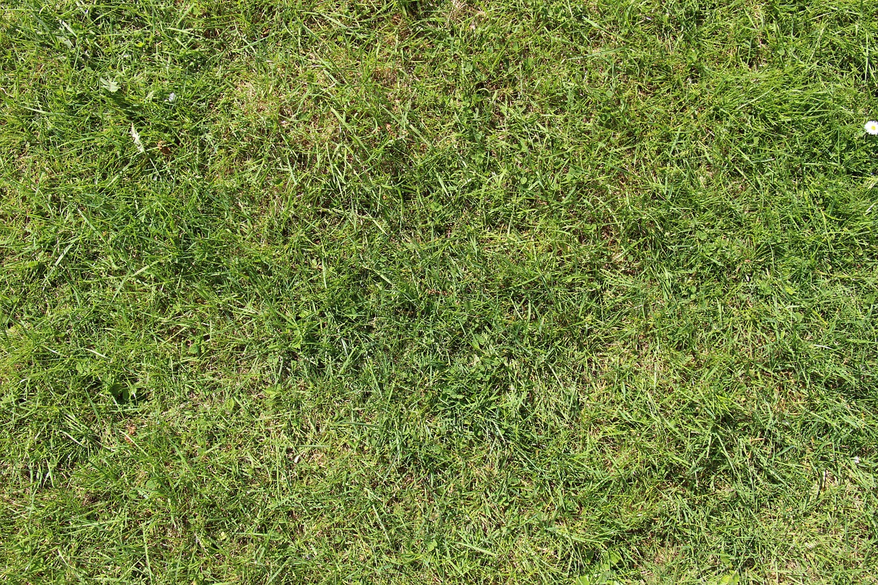 Zakładanie trawnika z rolki – Gorzów