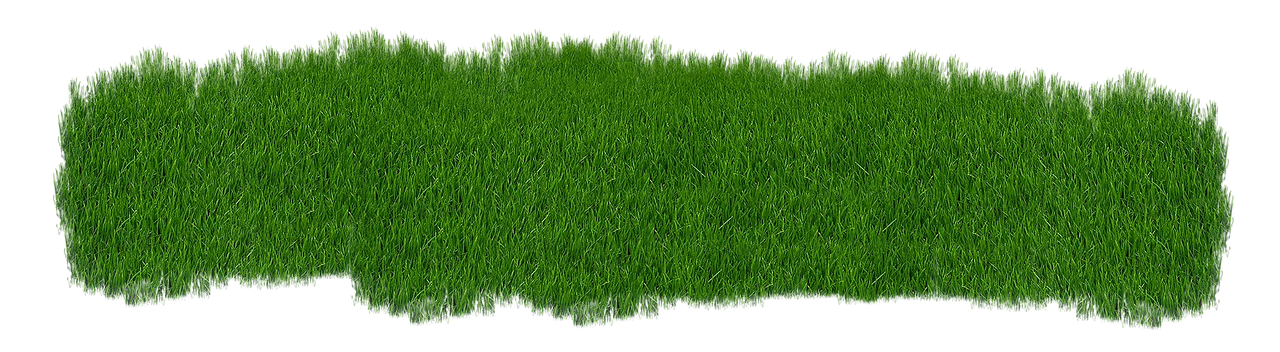 Trawnik z rolki Kalisz – zakładanie i pielęgnacja